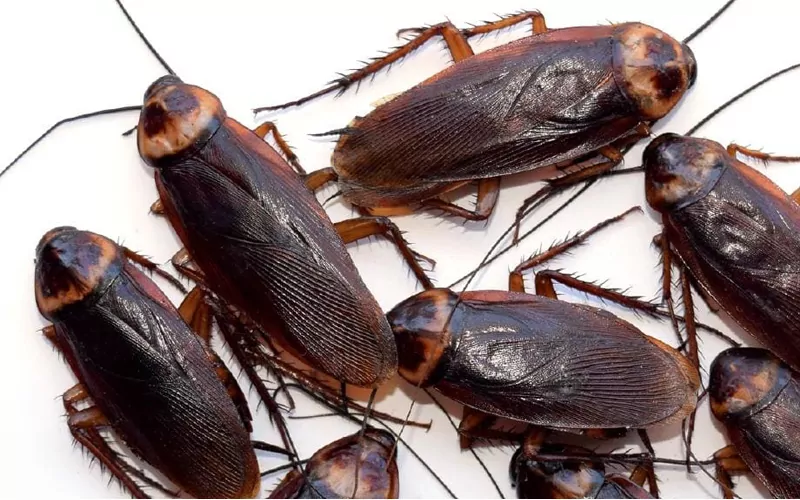 cockroach pest control in dubai